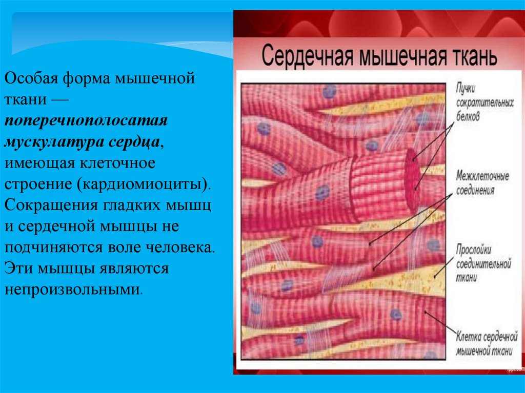 Поперечнополосатая скелетная мышечная ткань особенности строения. Поперечнополосатая сердечная мышца ткани. Поперечнополосатая сердечная мышечная ткань гистология. Поперечнополосатая мышечная ткань строение клеток. Строение клетки поперечнополосатая Скелетная мышечная ткань.