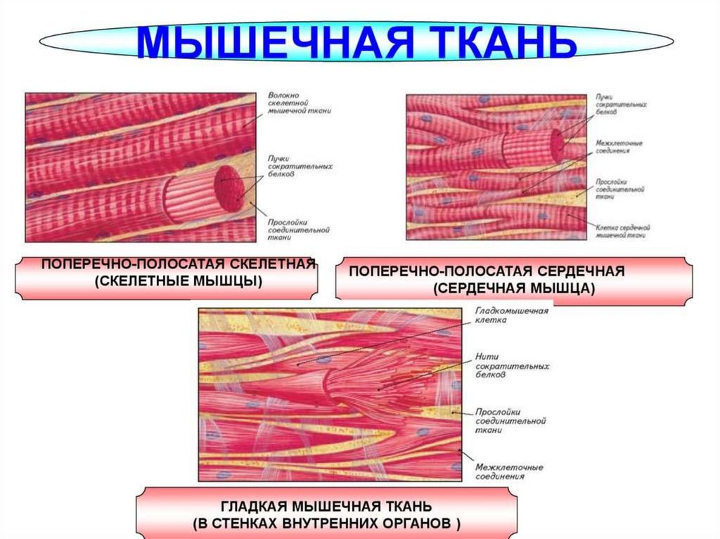 Клетки гладкой мускулатуры сокращаются. Поперечнополосатая Скелетная мышечная ткань человека. Поперечнополосатая Скелетная и сердечная мышечная ткань. Поперечно полосатая мышечная ткань строение ткани. Скелетная сердечная и гладкая мышечная ткань.