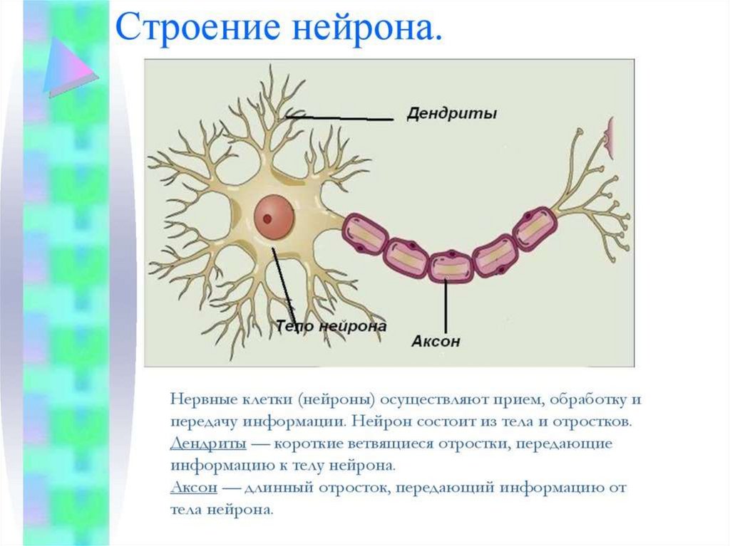 Короткий сильно ветвящийся отросток нервной клетки. Нейрон Аксон дендрит. Строения нейрона дендриты. Короткий ветвящийся отросток нейрона это. Дендрит это отросток нейрона.