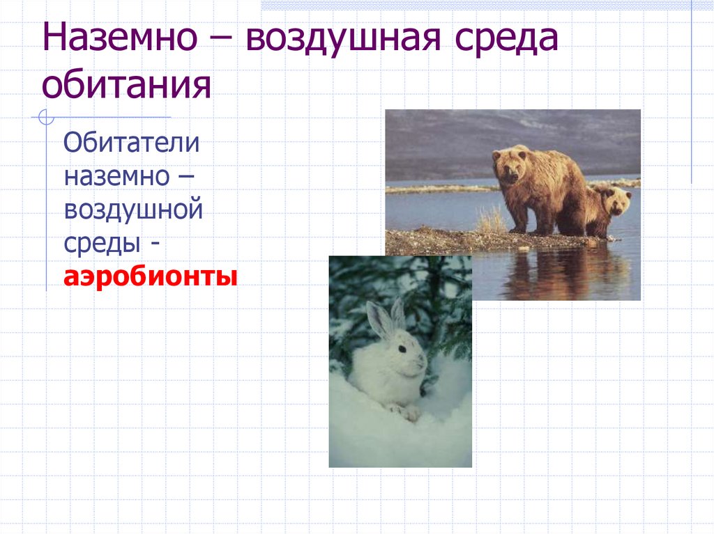 Наземно-воздушная среда обитания. Среда обитания белого медведя наземно воздушная или водная.