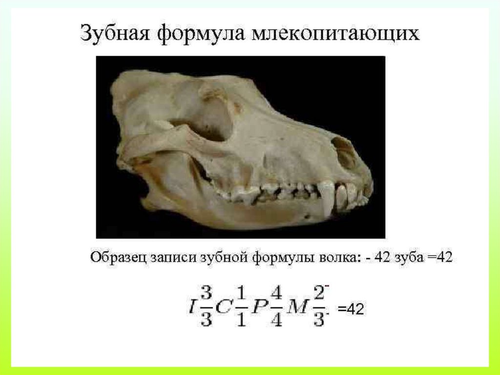 Почему зубы млекопитающих отличаются. Формула зубов хищных млекопитающих. Зубная формула волка. Зубы млекопитающих и зубная формула. Зубные формулы отрядов млекопитающих.