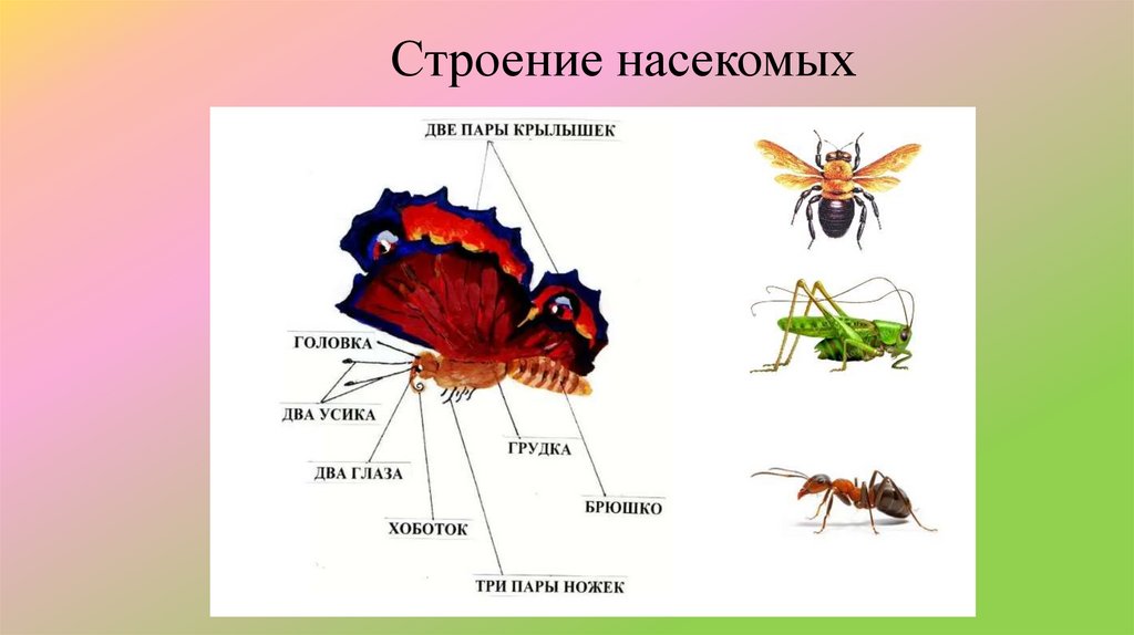 Лабораторная работа внешнее строение насекомого ответы