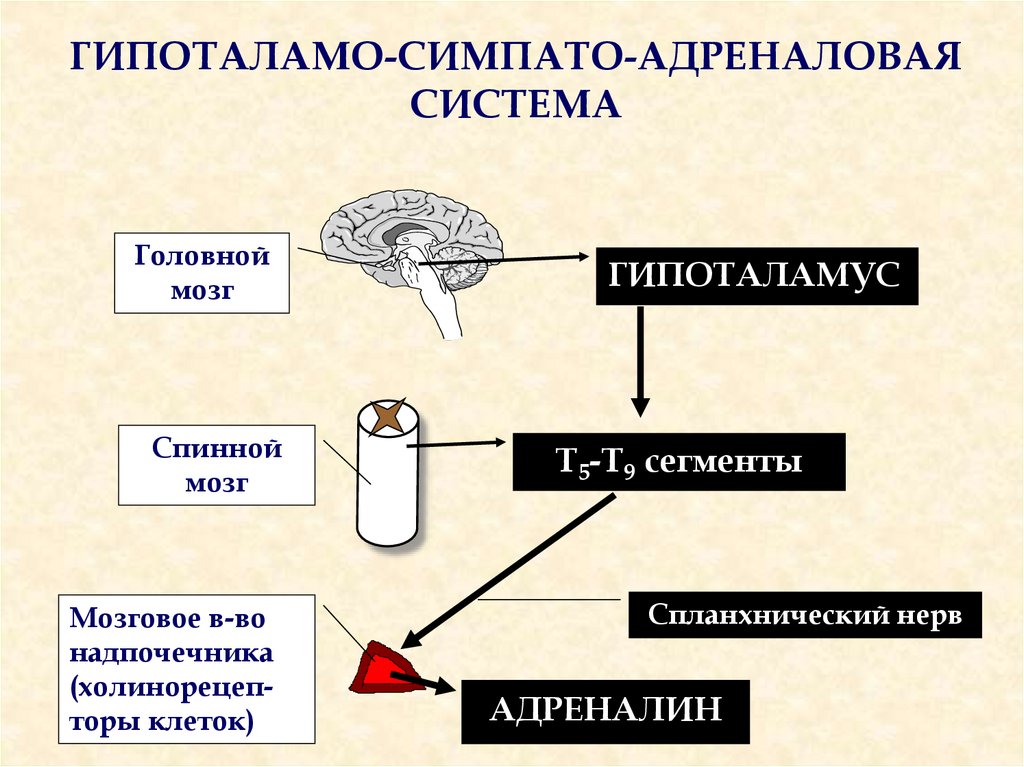 Симпатоадреналовая система схема