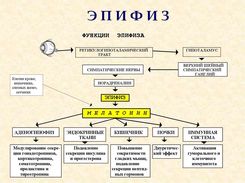 Типы желез внутренней секреции