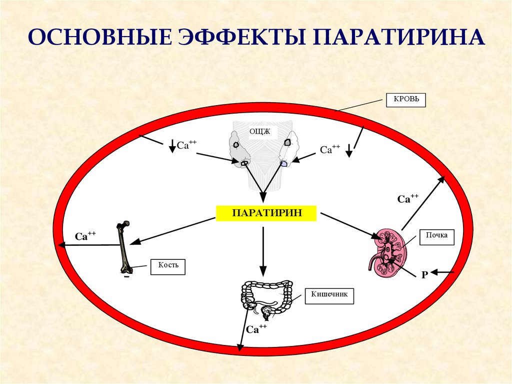 Основное действие картины разворачивается на 2 плане. Схема действия паратирина. Основные эффекты паратирина. Эффект воздействия паратирина. Паратирин эффекты действия.