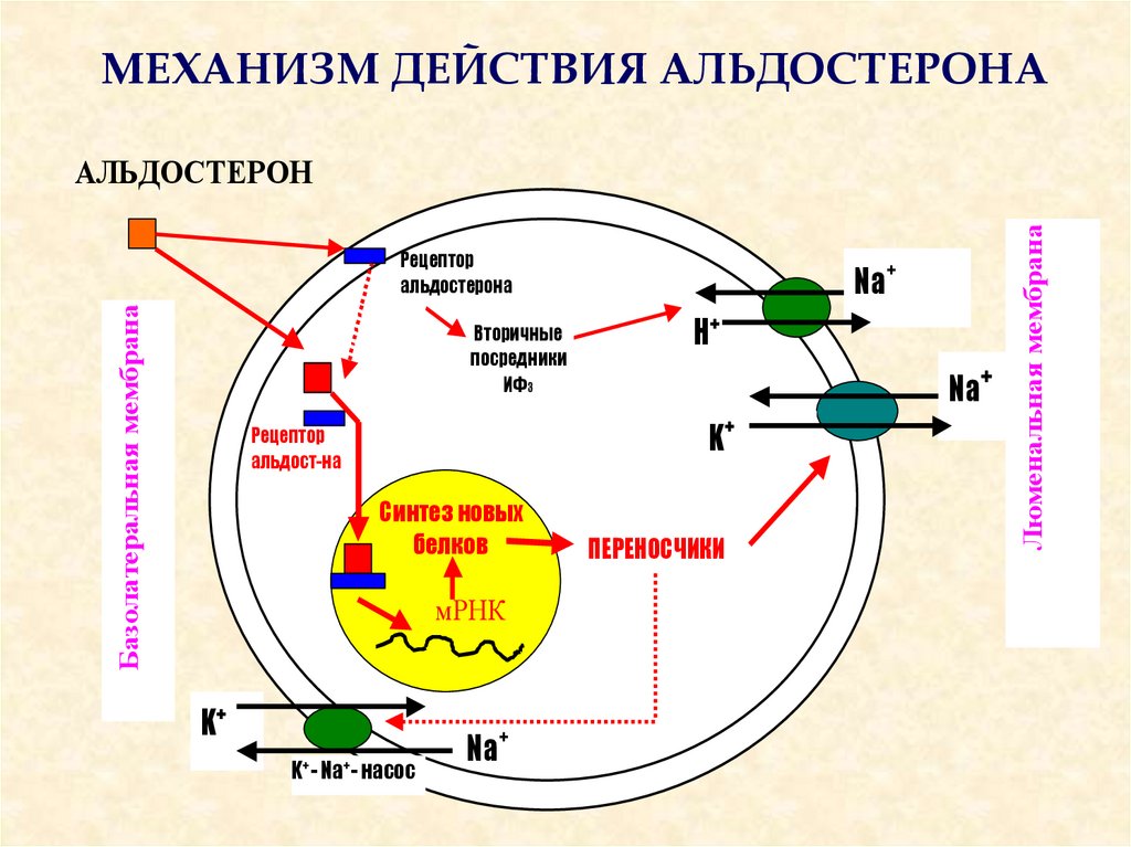 Обмена действия. Схема регуляции секреции альдостерона. Механизм действия альдостерона на клетки-мишени. Механизм действия альдостерона биохимия. Механизм регуляции секреции альдостерона.