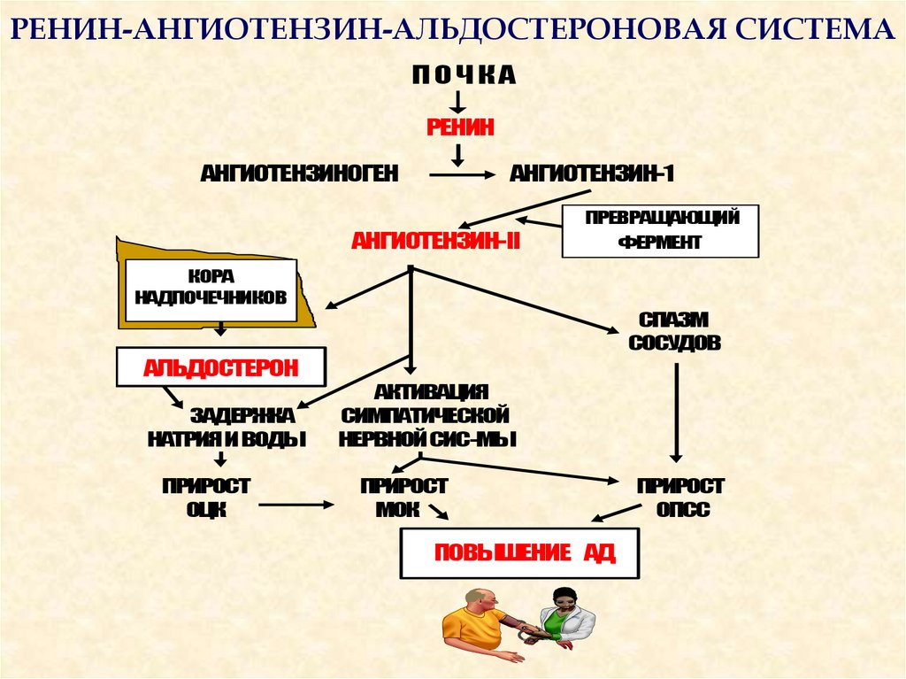 Схема раас физиология