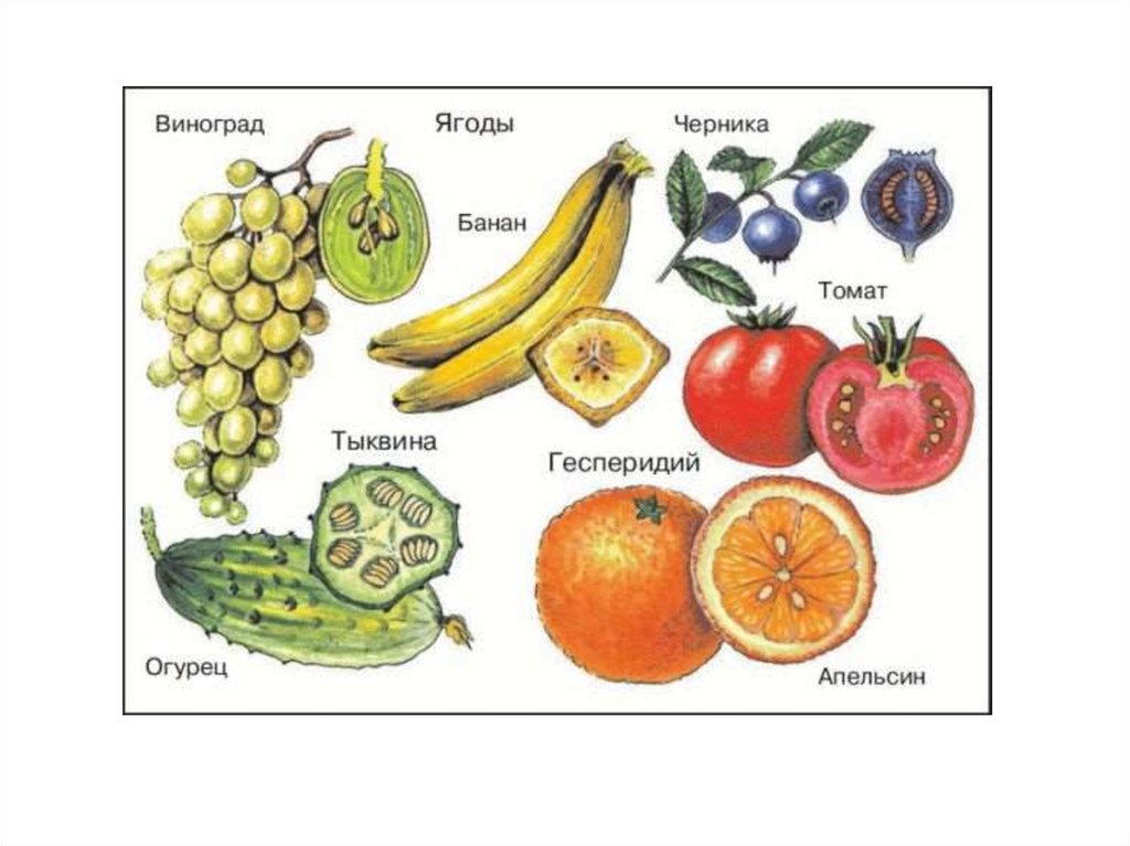 Плоды картинки биология