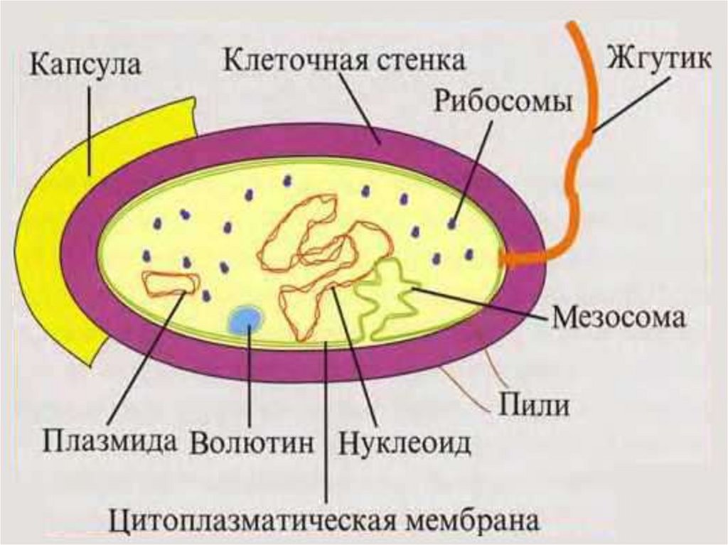 Имеют органы и примитивные ткани