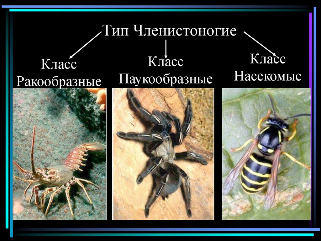 Тип членистоногие класс паукообразные. Основные представители членистоногих. Тип членистоногих класс паукообразных. Членистоногие картинки общая характеристика. Членистоногие класс насекомые.