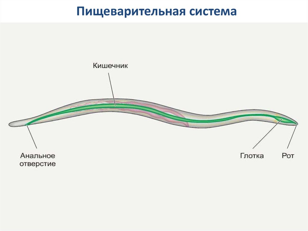 Аскарида системы. Пищеварительная система нематод схема. Круглые черви пищеварительная система аскариды. Круглые черви пищеварительная система 7 класс. Пищеварительная система аскариды человеческой.