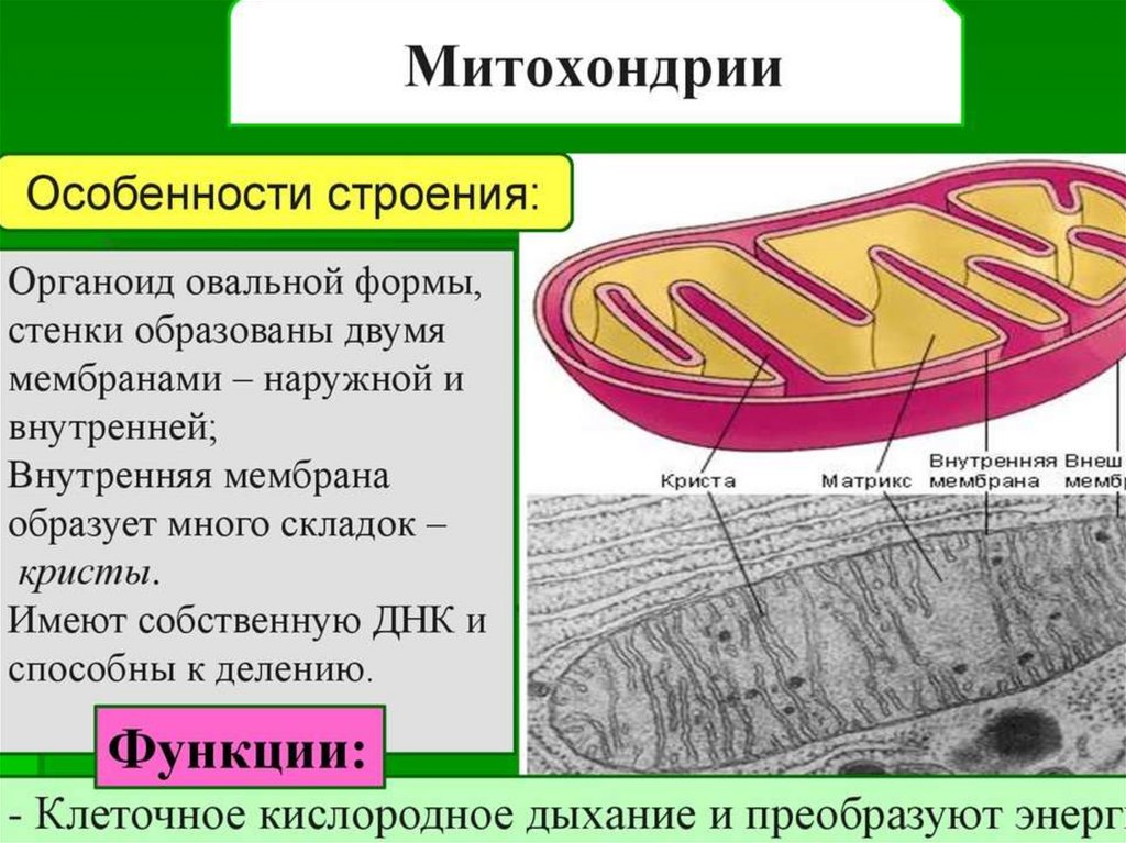 Фотографии органоидов клетки