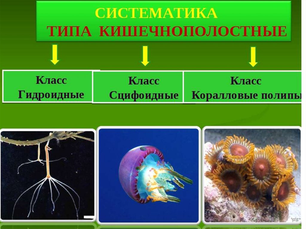 Презентация по биологии 7 класс кишечнополостные