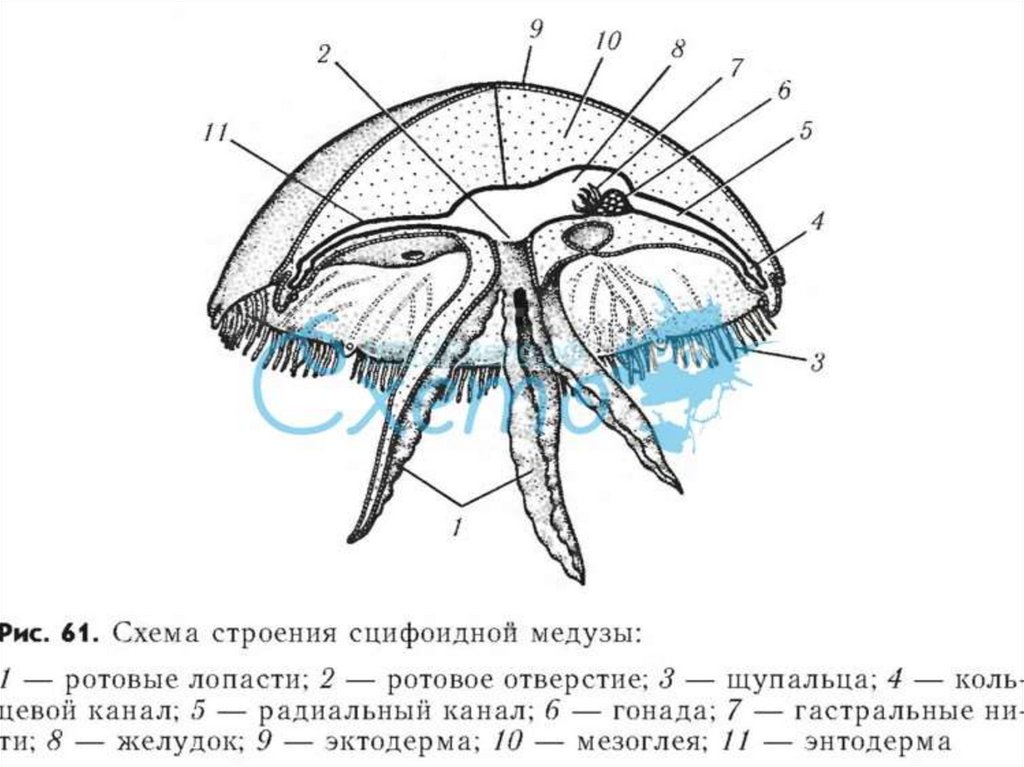 Строение медузы. Внутреннее строение медузы. Схема строения сцифоидной медузы. Внутреннее строение сцифоидной медузы. Строение сцифоидной медузы рисунок.