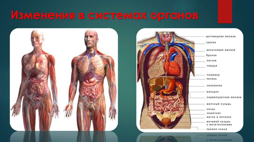 Изменения системы органов. Изменение систем органов и органов при старении фото. Изменения в организме 7
