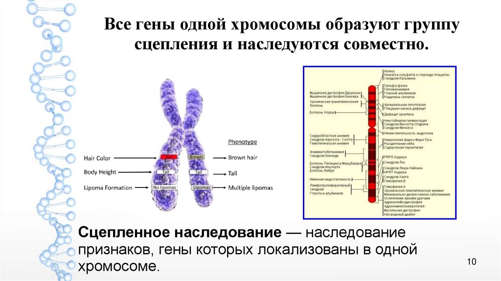 Местоположение генов в хромосоме. Гены в одной хромосоме образуют. Гены одной хромосомы образуют группу сцепления. Гены в одной группе сцепления.