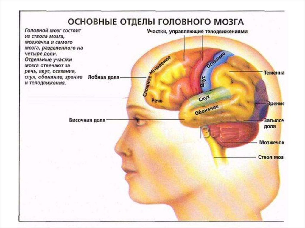 Мозг находится в голове. Отделы головного мозга. Основные отделы головного мозга. За что отвечают отделы мозга.