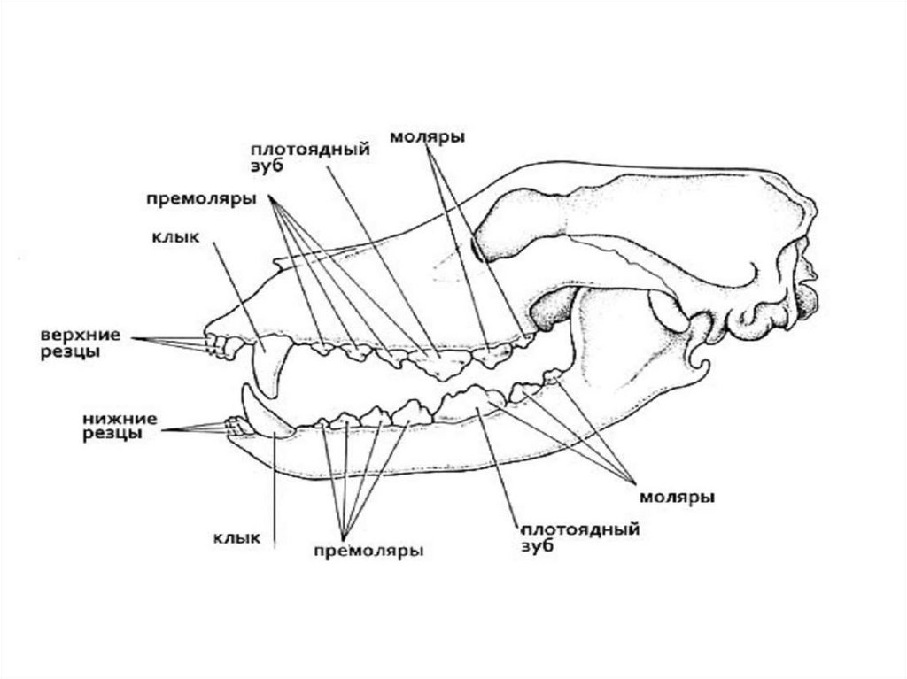 Практическая работа исследование зубной системы млекопитающих. Строение зубной системы млекопитающих. Строение зубов млекопитающих биология 7 класс. Строение зубов млекопитающих 10 класс. Коренные зубы у млекопитающих.