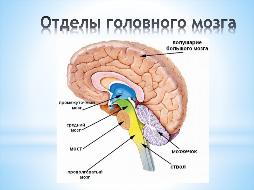 Укажи название отделов головного мозга. Отделы головного. Задние отделы головного мозга. Нервная система отделы головного мозга. Окр мозг.