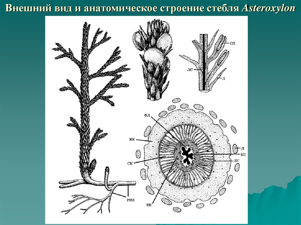 Типы строения стеблей