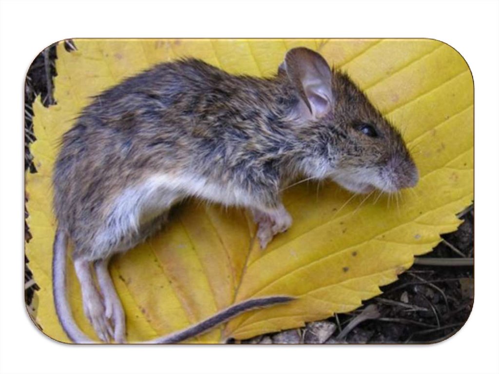 Как отличить мышь. От крыс и мышей. Мышка от крысеныша. Отличие мыши от крысеныша. Отличить мышь от крысенка.