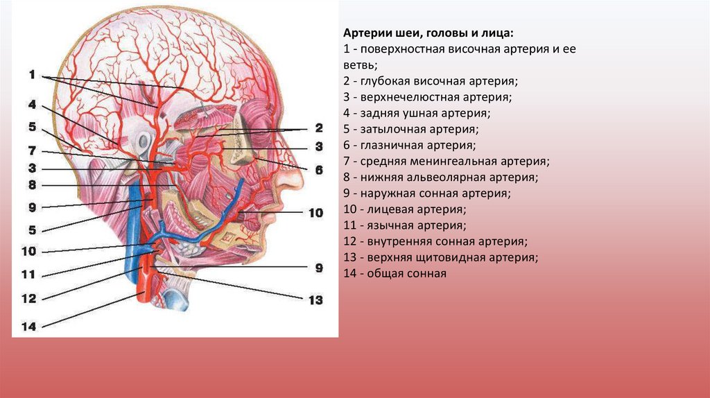 Артерия презентация