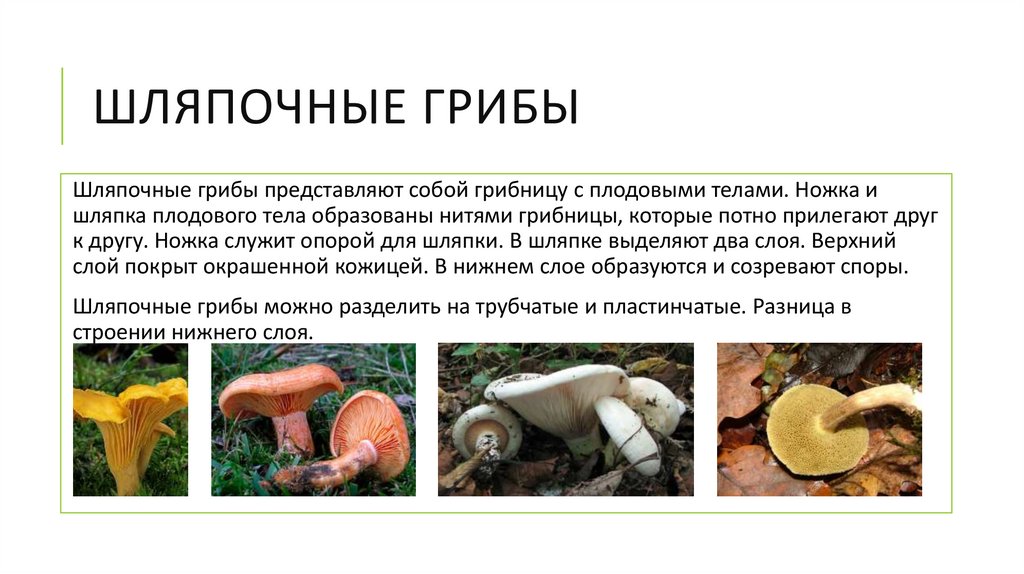 Многообразие и значение грибов 5 класс презентация