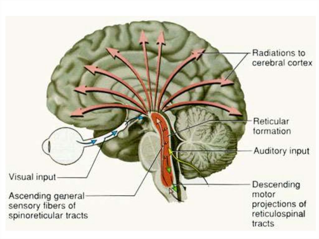 Ретикулярная формация головного мозга презентация