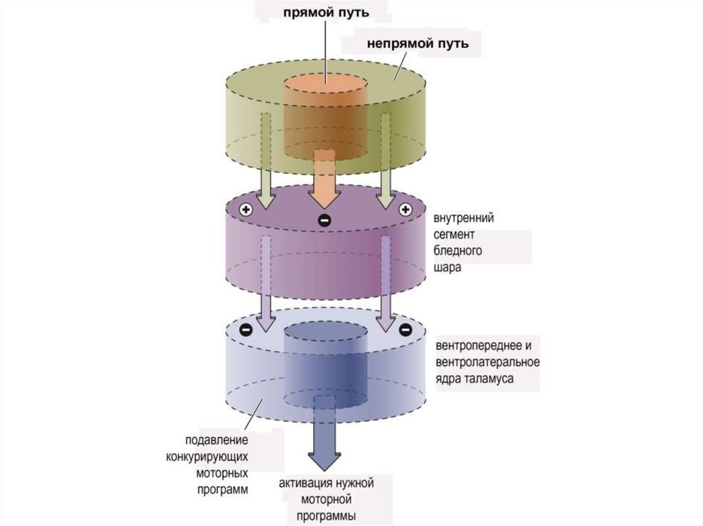 Direct and indirect Pathways of the basal ganglia. Direct and indirect Pathway. Direct and indirect Pathway of the subthalamic NUCLUES. Easyunderstandingscheme of direct Pathway of basal ganglia.