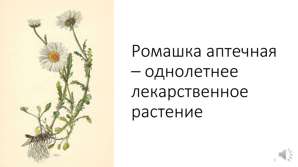 Ромашка аптечная – однолетнее лекарственное растение