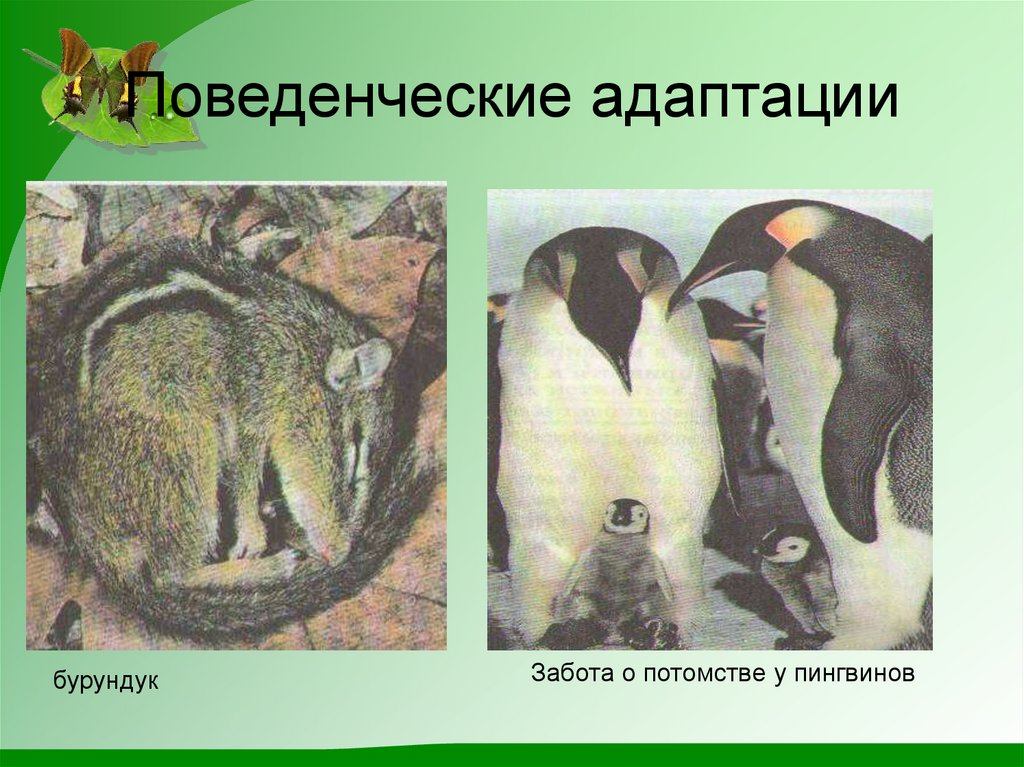 У птиц развита забота о потомстве. Поведенческие адаптации. Морфологические адаптации пингвина. Адаптация пингвинов. Поведенческий вид адаптации.