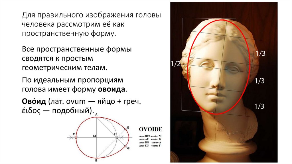 Длина лба. Пропорции головы человека. Пропорции лицевой части головы человека. Ширина головы человека пропорции. Правильные пропорции головы.