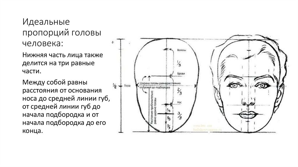 Длина лба. Пропорции головы человека. Пропорции лица человека схема. Схема идеальных пропорций головы человека. Пропорции лицевой части головы человека.