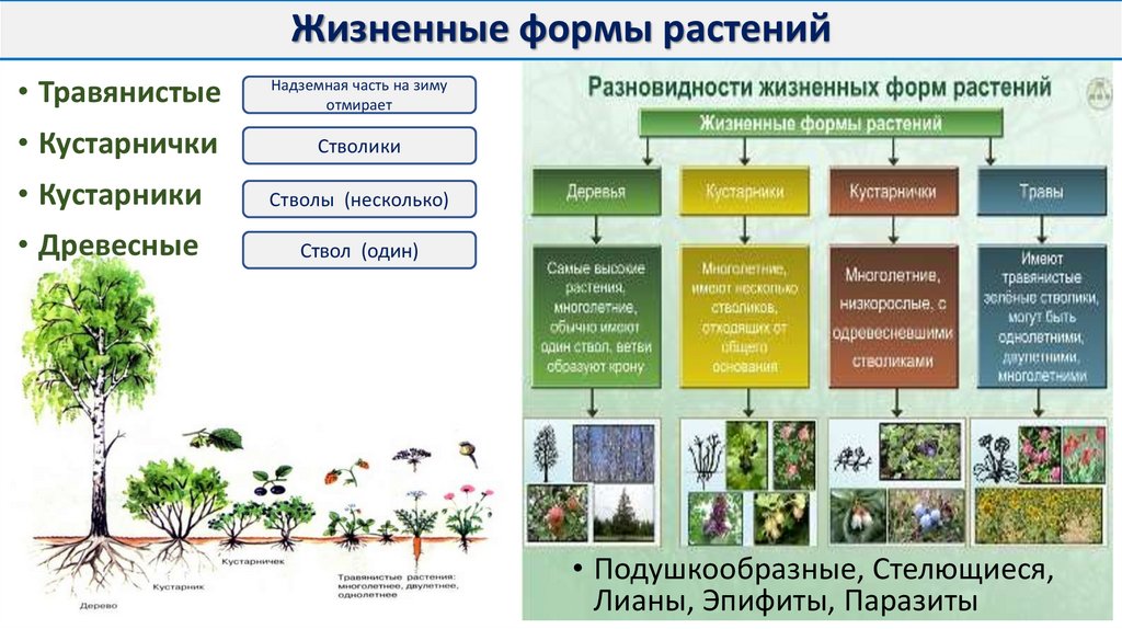 Жизненная форма растения это комплекс