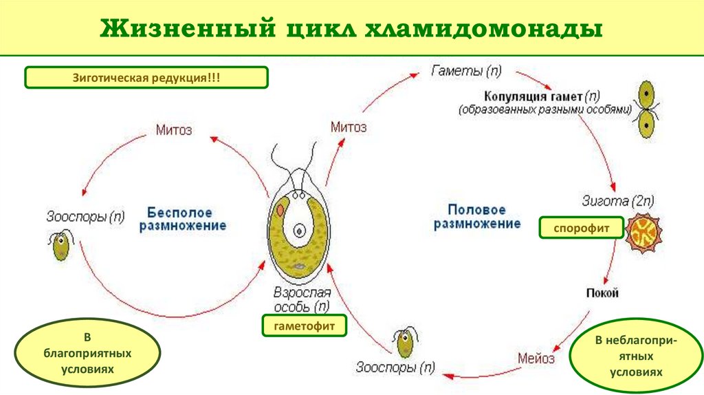 Гаметы образуются в гаметофите. Размножение хламидомонады схема. Жизненный цикл хламидомонады ЕГЭ. Жизненный цикл хламидомонады ЕГЭ схема. Размножение водорослей хламидомонада.