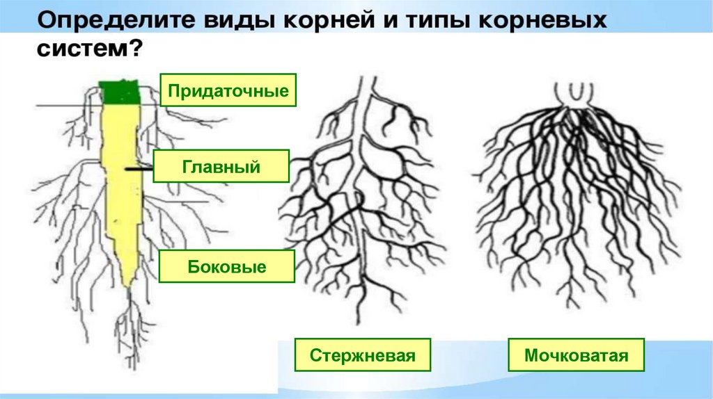 Придаточные боковые и главный корень. Придаточные корни и боковые корни. Главный корень боковые и придаточные корни. Главный корень боковой корень придаточный корень.