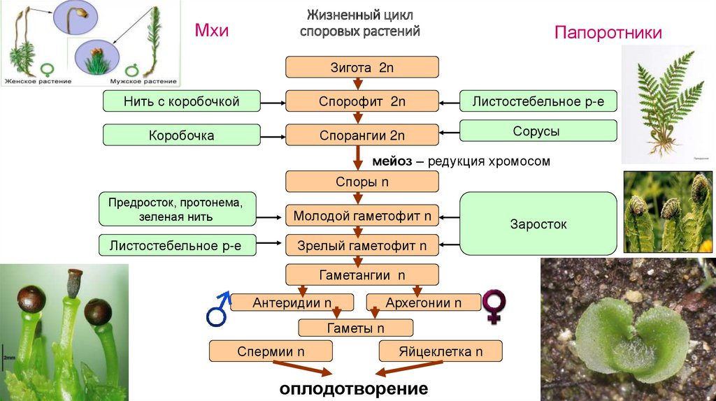 Циклы высших споровых растений. Цикл развития высших споровых растений схема. Жизненный цикл печеночников мхов. Жизненный цикл споровых схема. Размножение споровых растений.