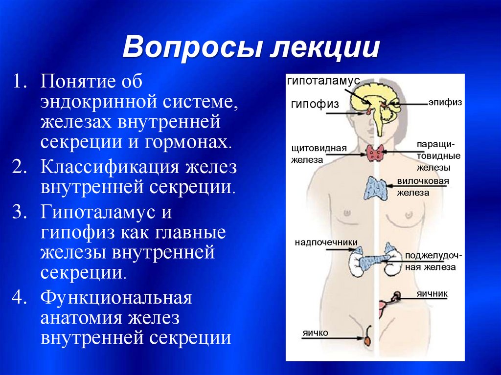 Гипофиз эндокринная железа