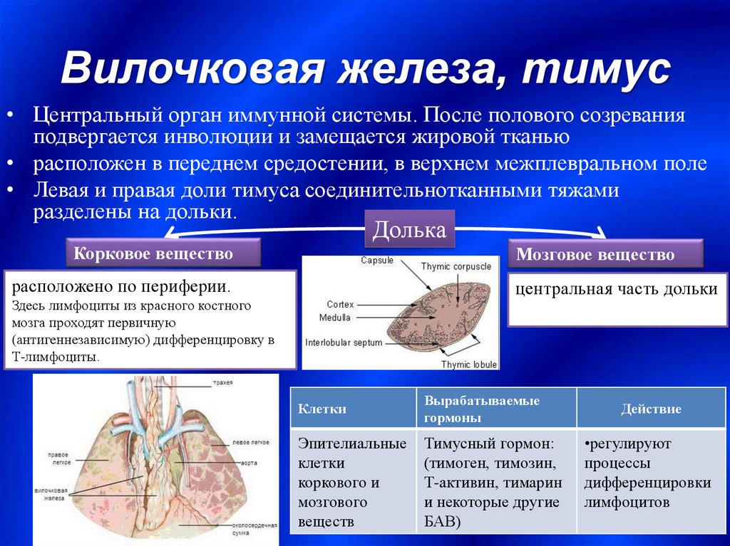 Иммунный орган тимус. Остаточная ткань вилочковой железы. Видовочкая железа. Вилочковая железа анатомия. Тимус вилочковая железа.