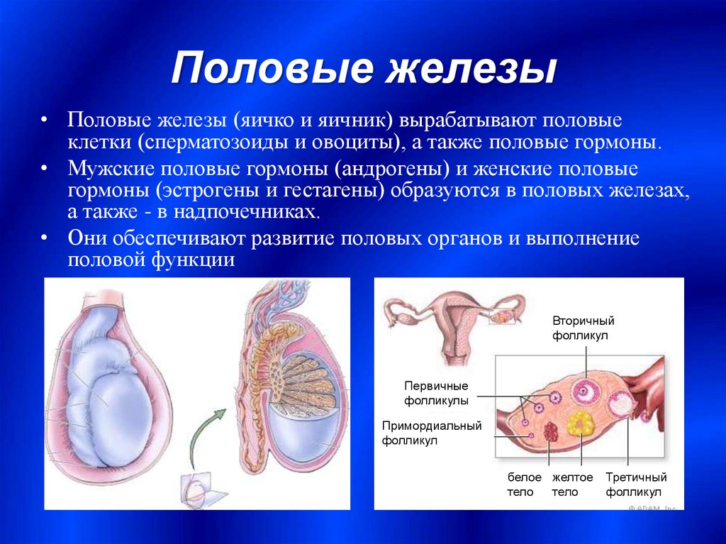 Мужская половая железа семенник. Женские половые железы. Строение.функции. Гормоны. Половые железы: яичники и семенники гормон. Половая железа. Половые железы анатомия.