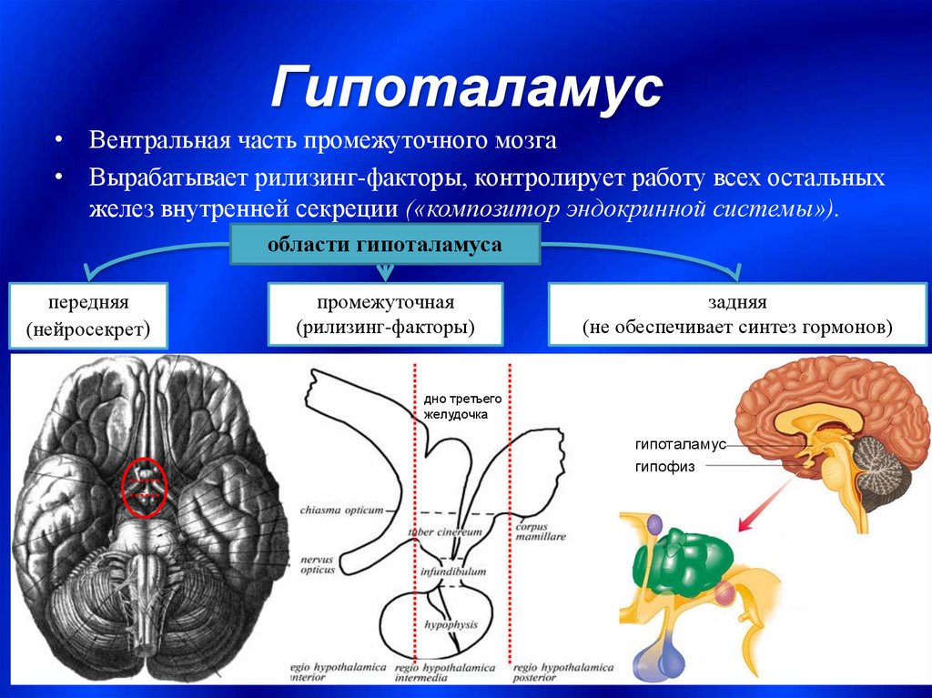 Гипофиз в каком мозге. Гипоталамус это часть промежуточного мозга. Гипоталамус строение и функции. Части гипоталамуса анатомия. Вентральная часть промежуточного мозга.