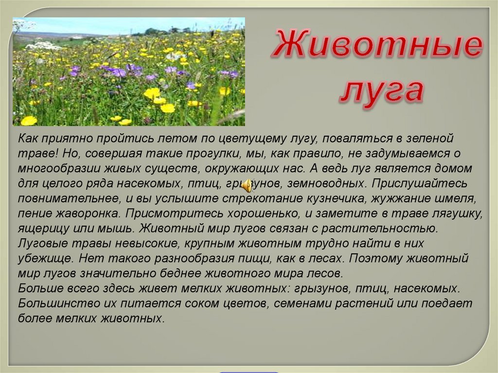 Доклад по окружающему миру 3 класс. Презентация на тему животные Луга. Растения. Иживотное. Луга. Сообщение о животных Луга. Доклад про луг 4 класс окружающий мир.