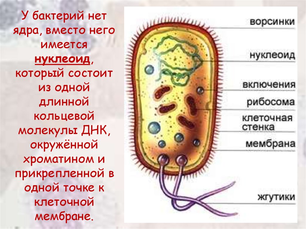 В клетках бактерий есть ядро. Строение бактериальной клетки включения. Строение бактериальной клетки дробянки. Строение включений бактерий. Структура бактериальной клетки нуклеоид.
