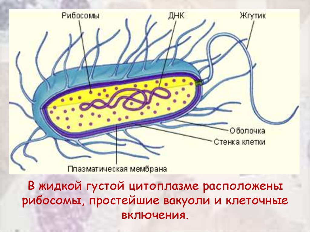 Биология 7 класс бактерии доядерные организмы