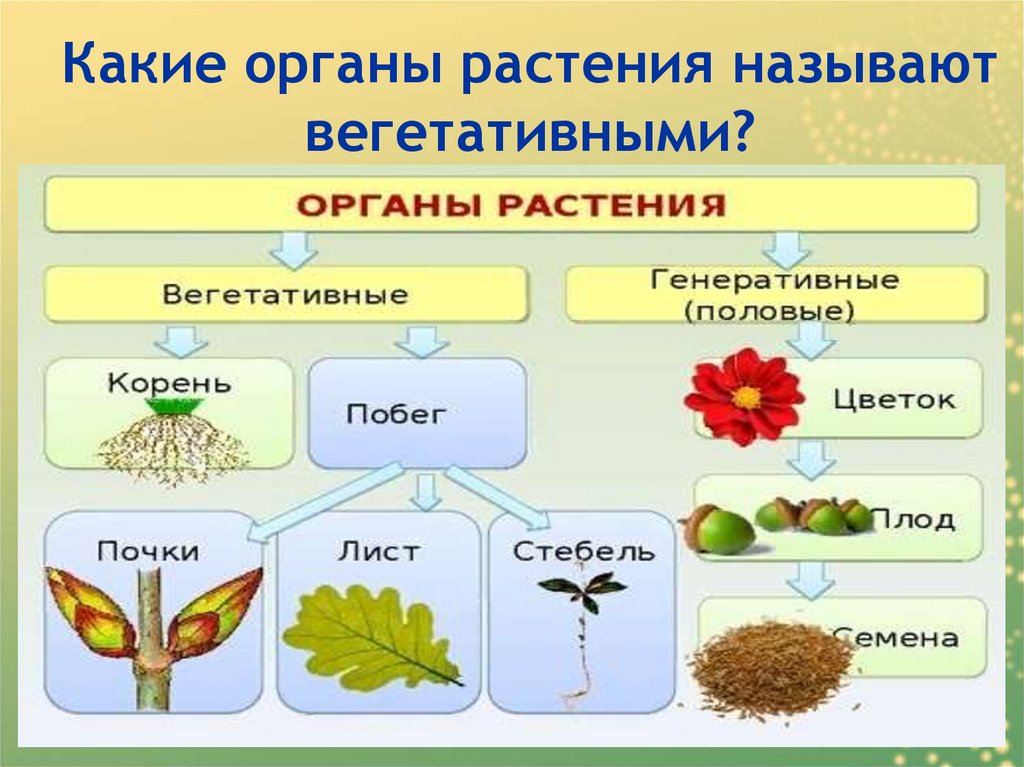 Признаки вегетативных и генеративных органов