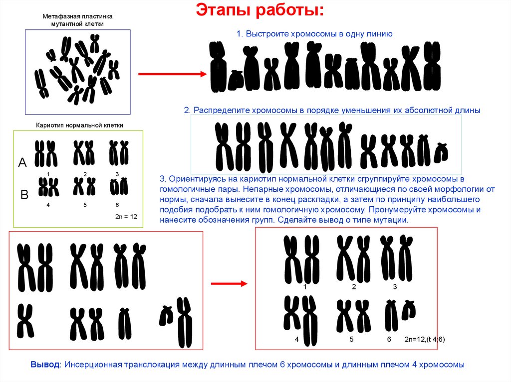 Хромосомные аберрации