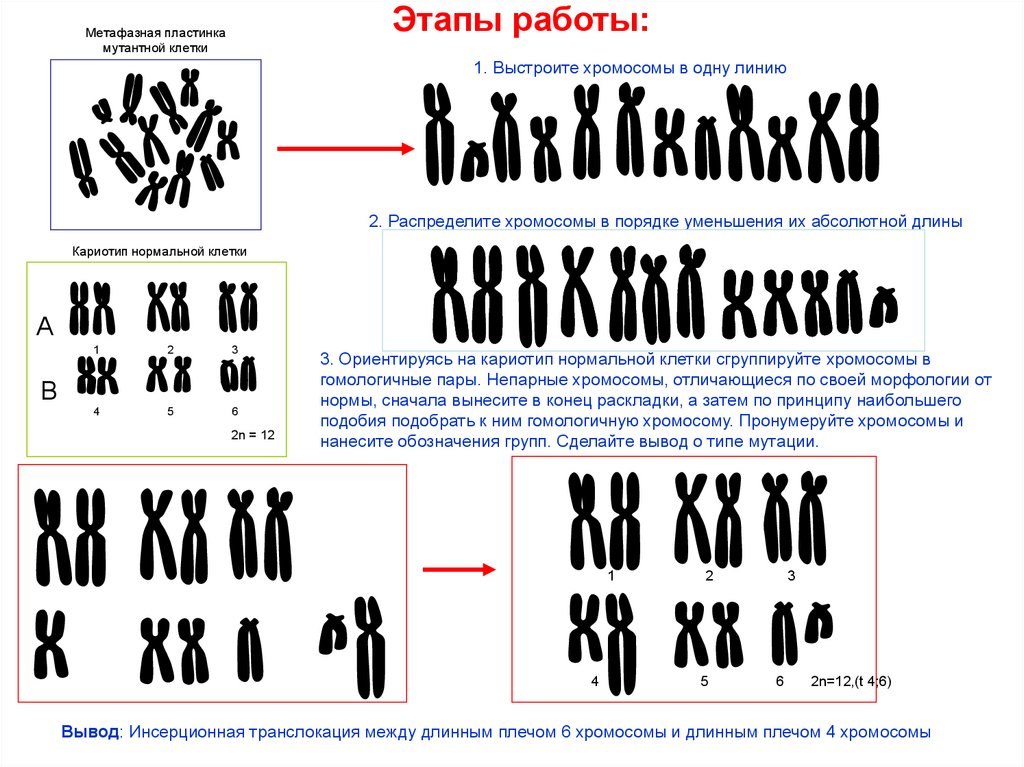 Хромосомные аберрации