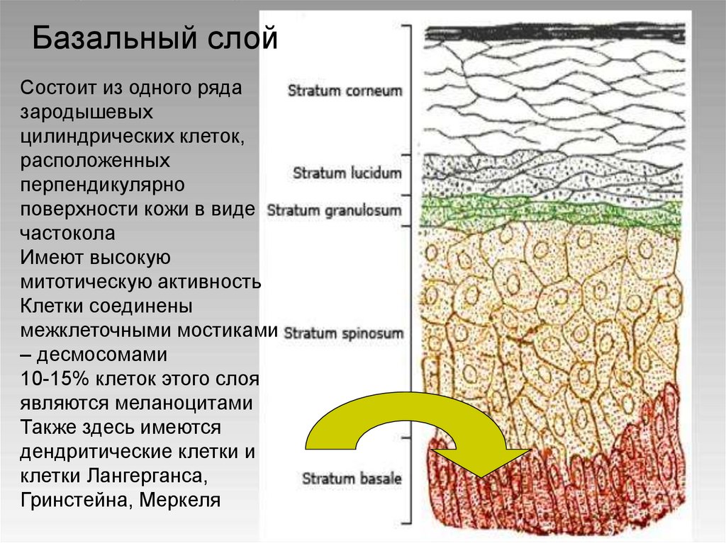 Строение кожи дерматовенерология презентация