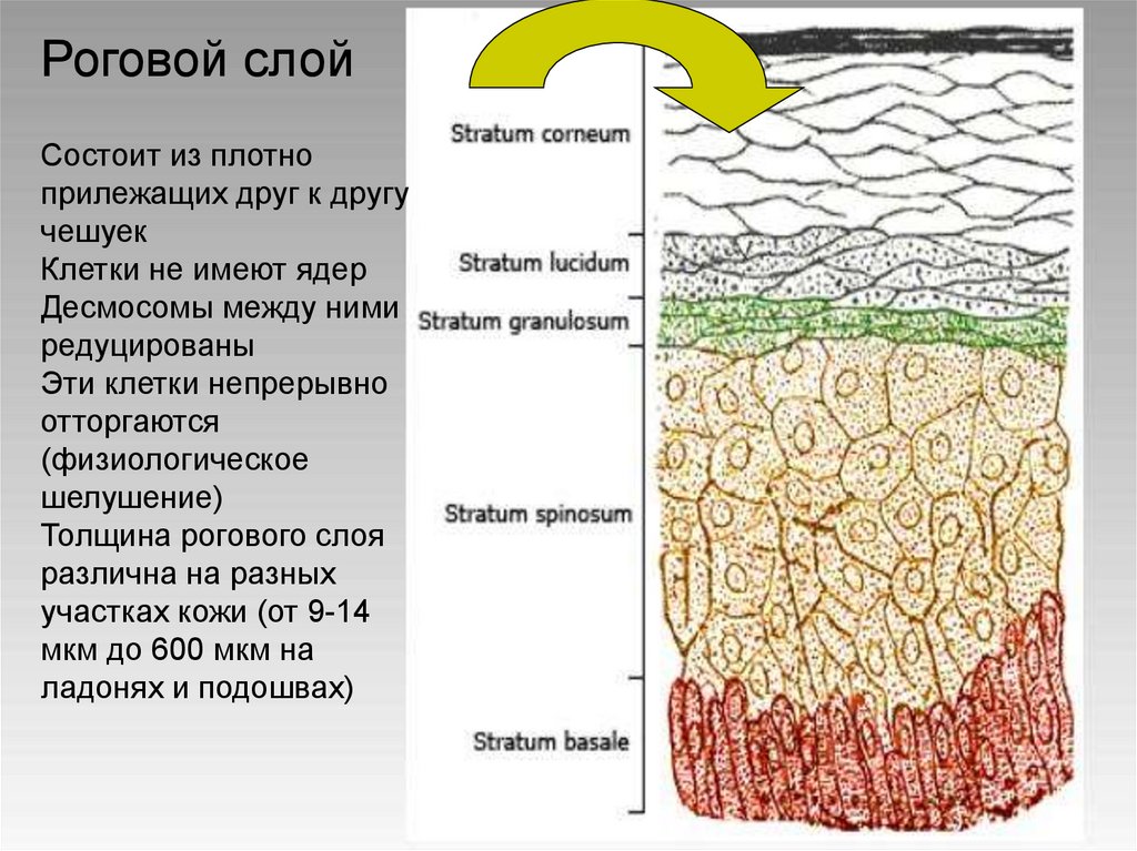 Строение и функции кожи биология 9 класс