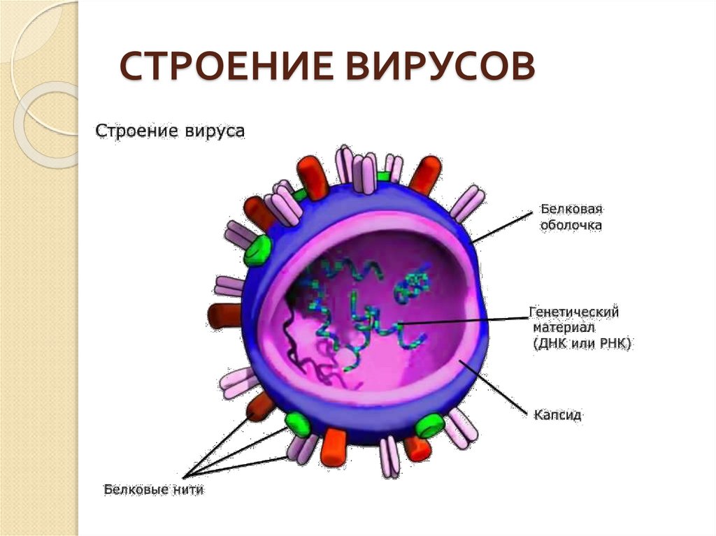 Белковый капсид. Строение вируса оболочка капсид. Структура вируса схема. Структура и биология вирусов. Строение вируса 5 класс биология рисунок.